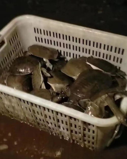 甲魚又惹爭議？權威專家澄清 水產品安全可靠，消費者無需恐慌